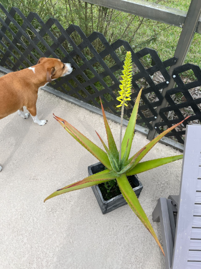 Jeni Valtinson - Operational Lens Blog - Growth isn't Instantaneous - Dog smelling Lattice work and standing beside an aloe plant